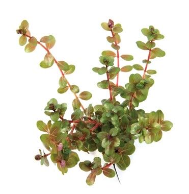 Dennerle Plants - Rotala rotundifolia POT