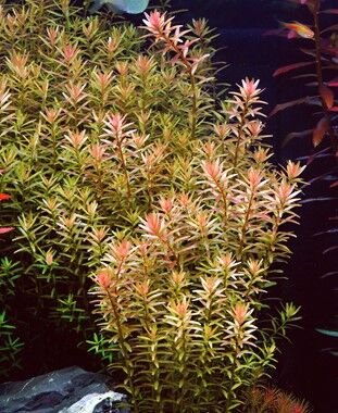 Dennerle Plants - Rotala rotundifolia POT