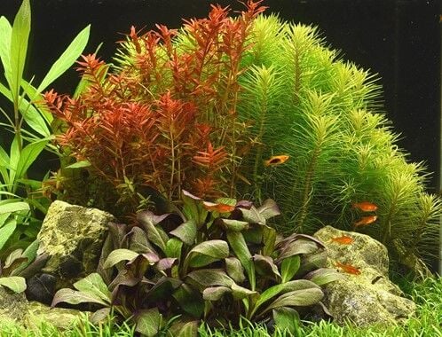Dennerle Plants - Rotala rotundifolia POT