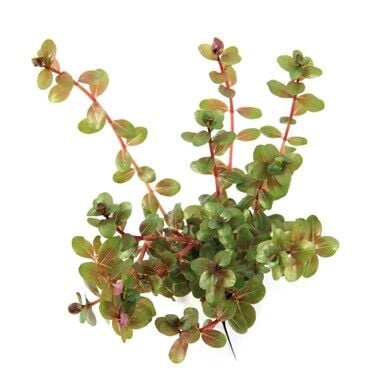 Dennerle Plants - Rotala rotundifolia POT
