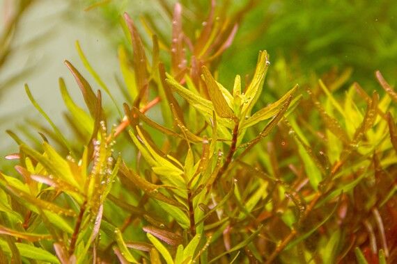 Dennerle Plants - Rotala rotundifolia Laos POT