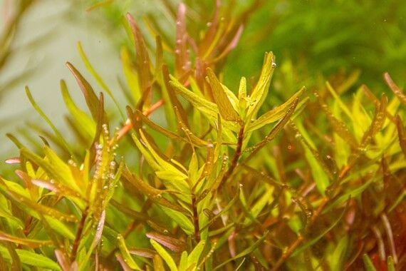 Dennerle Plants - Rotala rotundifolia Laos POT