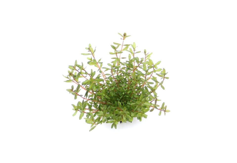 Dennerle Plants - Rotala rotundifolia Laos POT