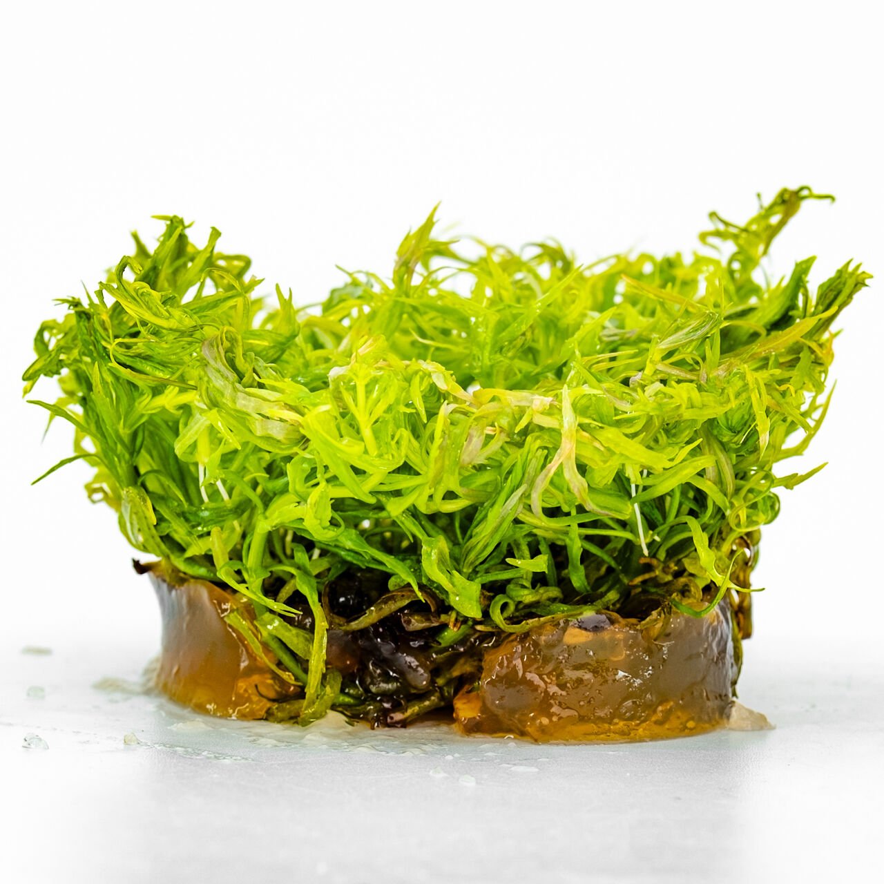 Eustralis stellata IN VITRO CUP