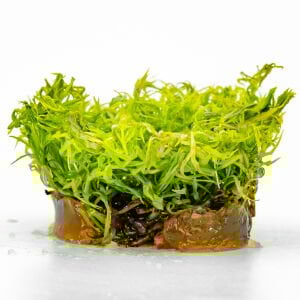 Eustralis stellata IN VITRO CUP