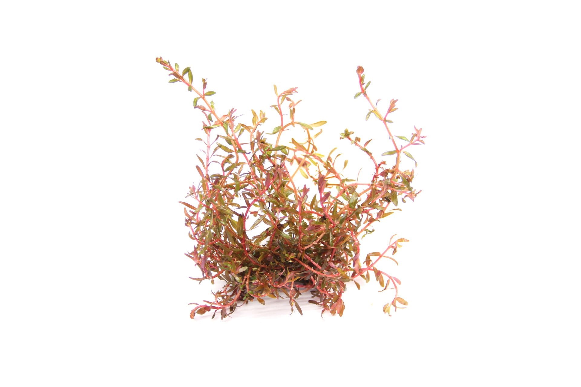 Dennerle Plants - Rotala rotundifolia sp. Hra POT