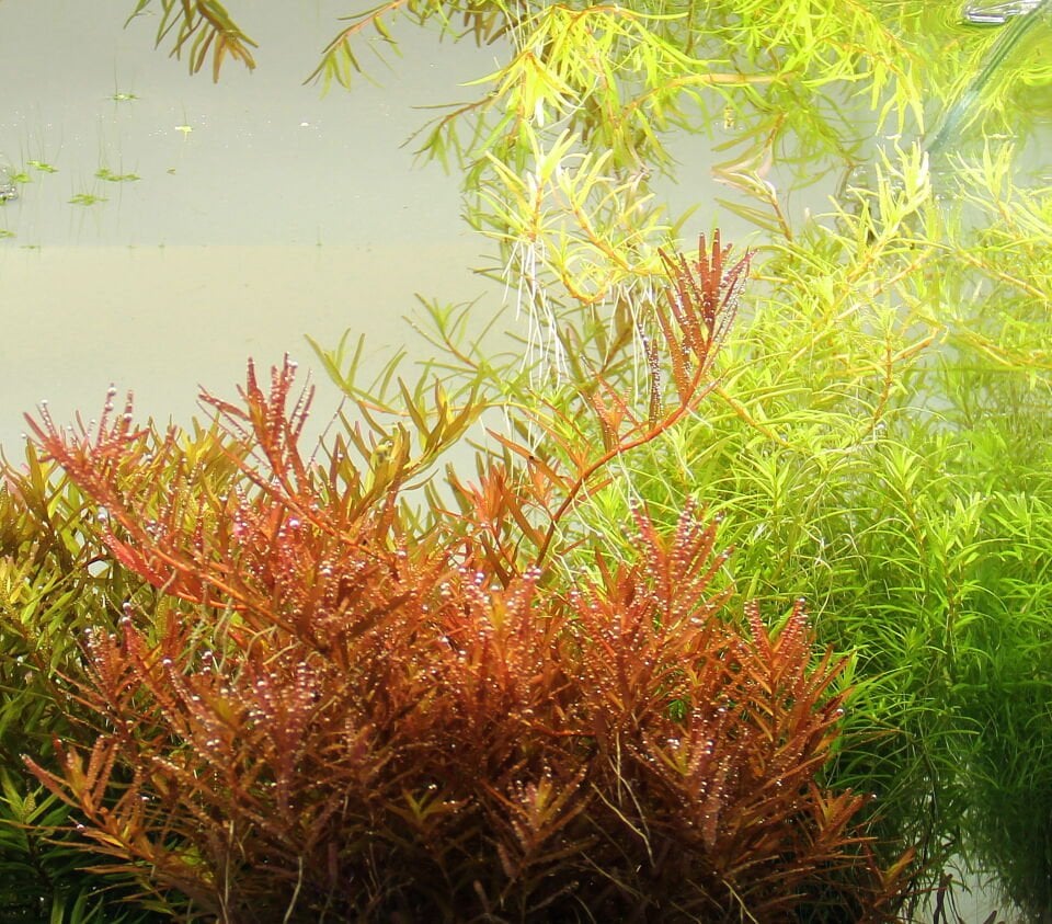 Dennerle Plants - Rotala rotundifolia sp. Hra POT