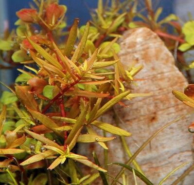 Dennerle Plants - Rotala rotundifolia sp. Hra POT