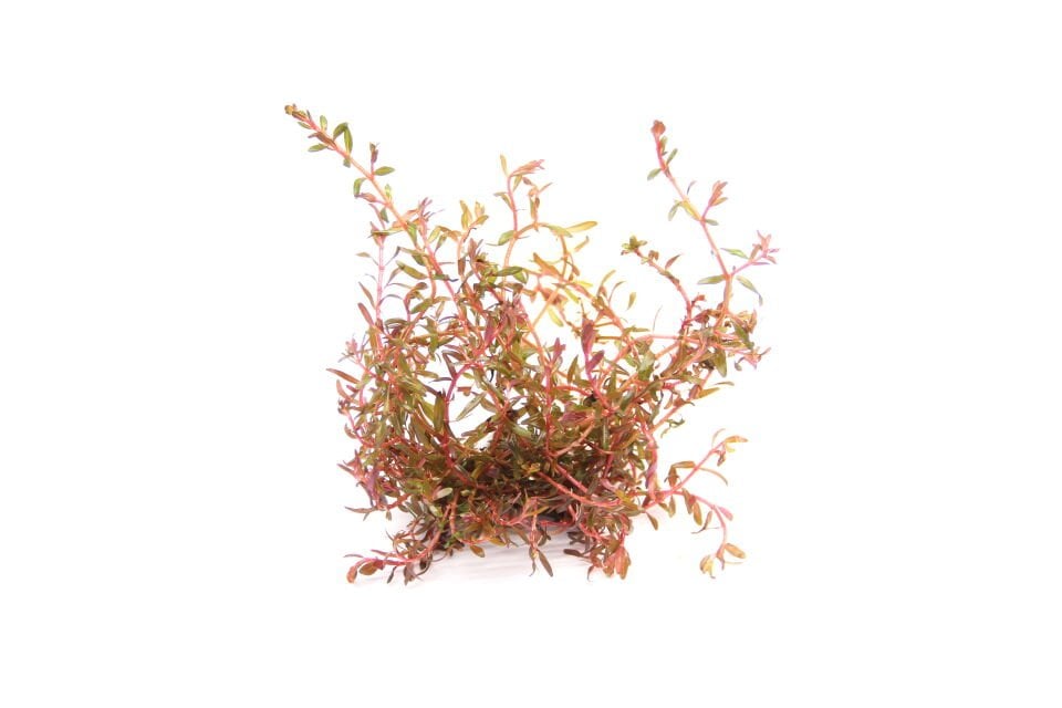 Dennerle Plants - Rotala rotundifolia sp. Hra POT