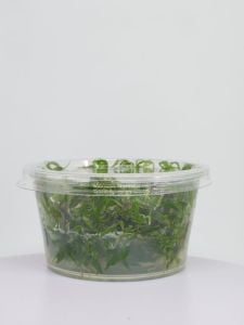 Eustralis stellata IN VITRO CUP