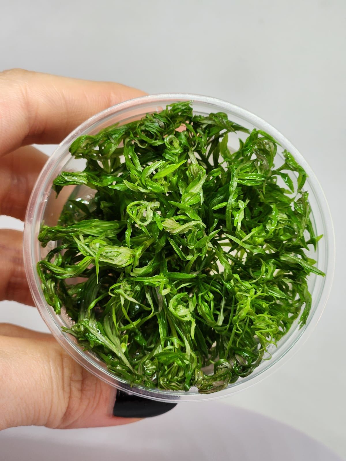 Eustralis stellata IN VITRO CUP