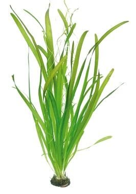 Dennerle Plants - Vallisneria australis Gigantea POT