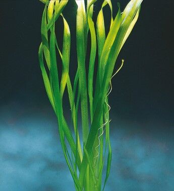 Dennerle Plants - Vallisneria australis Gigantea POT