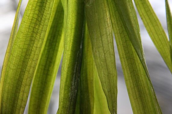 Dennerle Plants - Vallisneria australis Gigantea POT