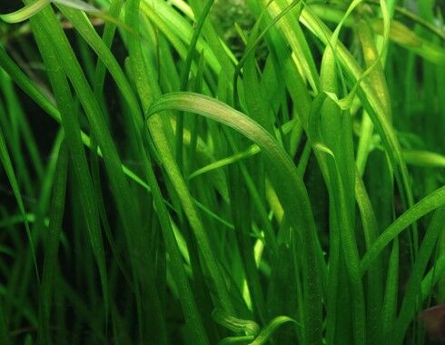 Dennerle Plants - Vallisneria spiralis POT