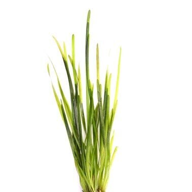 Dennerle Plants - Vallisneria spiralis POT