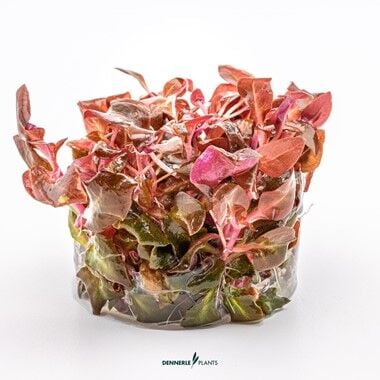 Dennerle Plants - Alternanthera reineckii Purple PLANTIT! In Vitro Cup