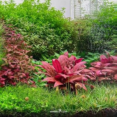 Dennerle Plants - Alternanthera reineckii Mini PLANTIT! In Vitro Cup