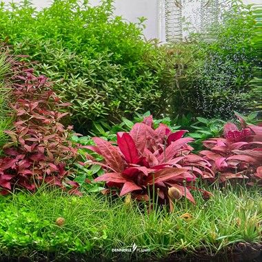 Dennerle Plants - Alternanthera reineckii Mini PLANTIT! In Vitro Cup