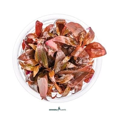 Dennerle Plants - Alternanthera reineckii Mini PLANTIT! In Vitro Cup