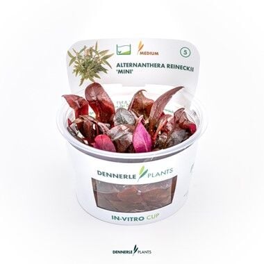 Dennerle Plants - Alternanthera reineckii Mini PLANTIT! In Vitro Cup