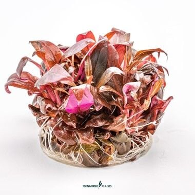 Dennerle Plants - Alternanthera reineckii Mini PLANTIT! In Vitro Cup