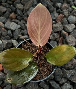 Homalomena red lingga ADET İTHAL