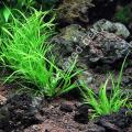 Juncus repens BUKET