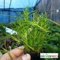 Juncus repens BUKET