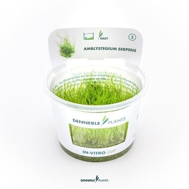 Dennerle Plants - Amblystegium serpens PLANTIT! In Vitro Cup