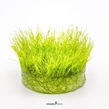 Dennerle Plants - Amblystegium serpens PLANTIT! In Vitro Cup