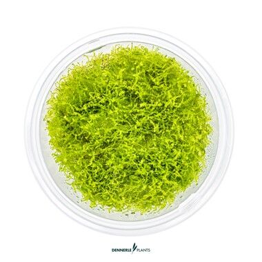 Dennerle Plants - Amblystegium serpens PLANTIT! In Vitro Cup
