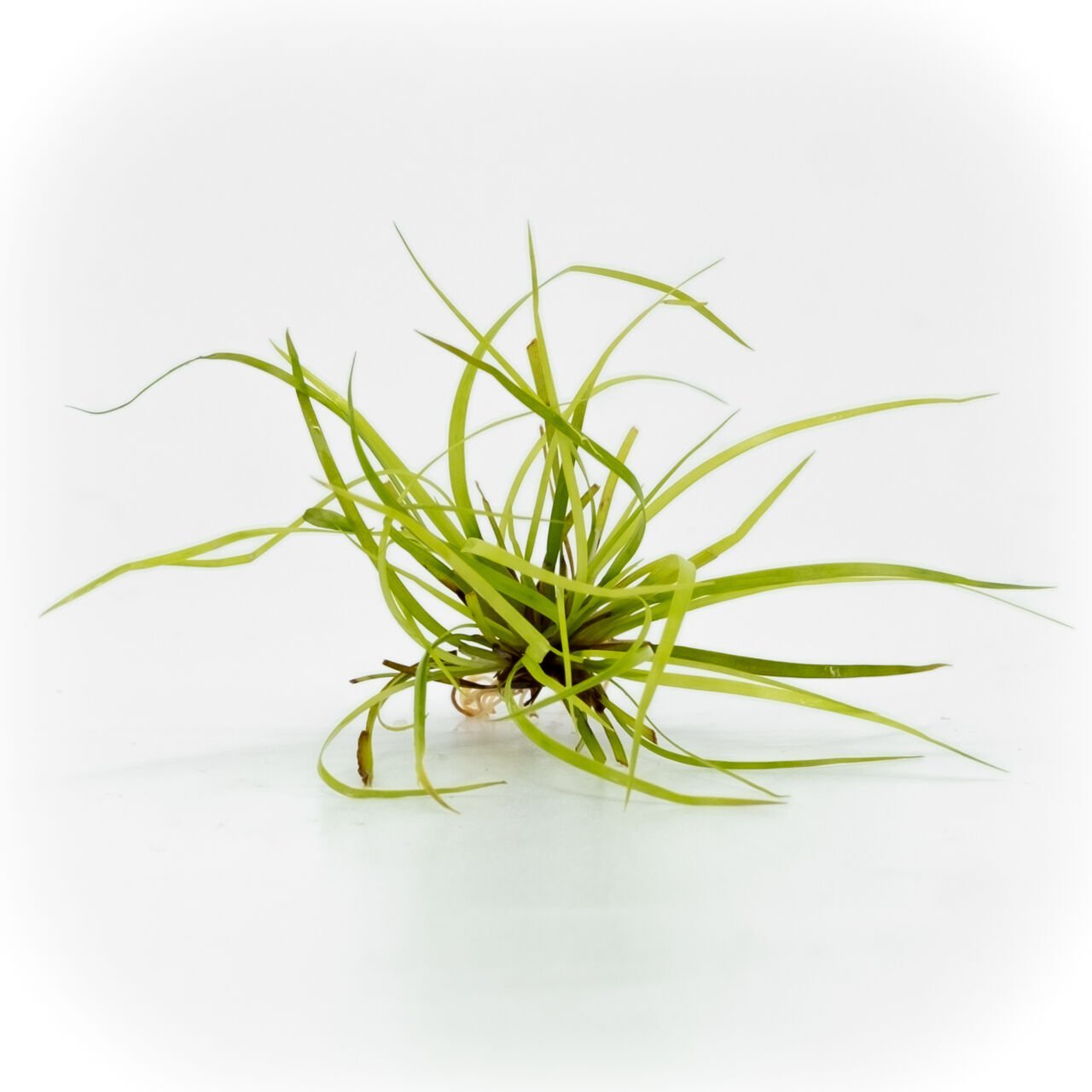 Juncus repens EXVITRO
