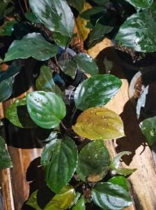 Homalomena red ADET ITHAL
