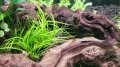 Juncus repens EXVITRO