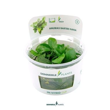 Dennerle Plants - Anubias barteri nana PLANTIT! In Vitro Cup