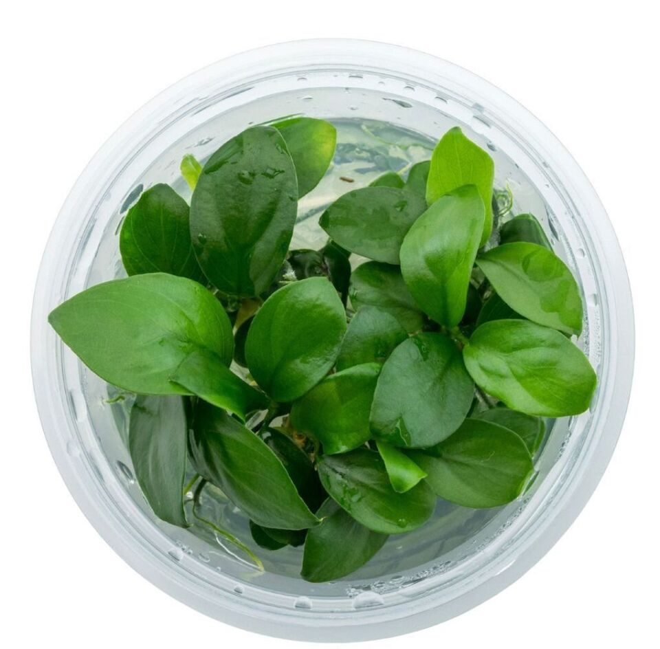 Dennerle Plants - Anubias barteri nana PLANTIT! In Vitro Cup