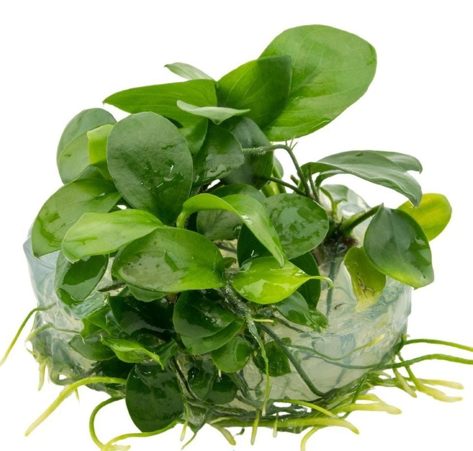 Dennerle Plants - Anubias barteri nana PLANTIT! In Vitro Cup