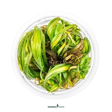 Dennerle Plants - Blyxa japonica PLANTIT! In Vitro Cup