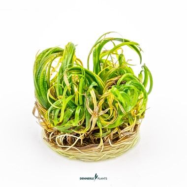Dennerle Plants - Blyxa japonica PLANTIT! In Vitro Cup