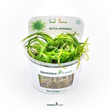 Dennerle Plants - Blyxa japonica PLANTIT! In Vitro Cup