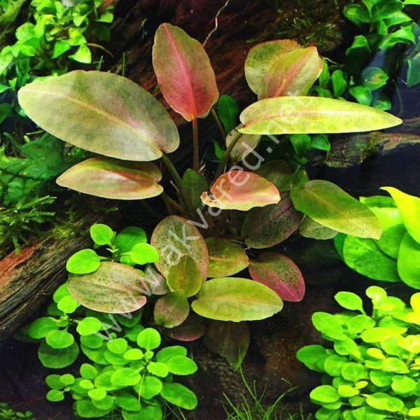 Lagenandra meeboldii red round SAKSI