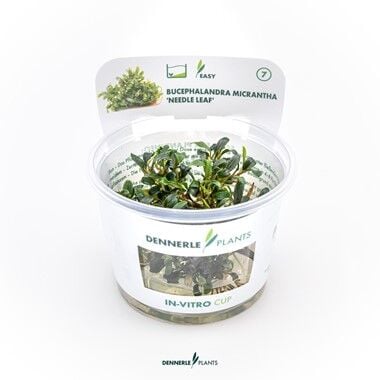 Dennerle Plants - Bucephalandra micrantha Needle Leaf PLANTIT! In Vitro Cup