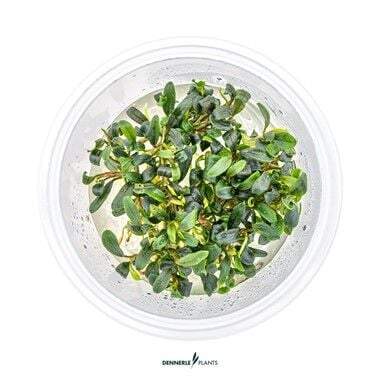 Dennerle Plants - Bucephalandra micrantha Needle Leaf PLANTIT! In Vitro Cup