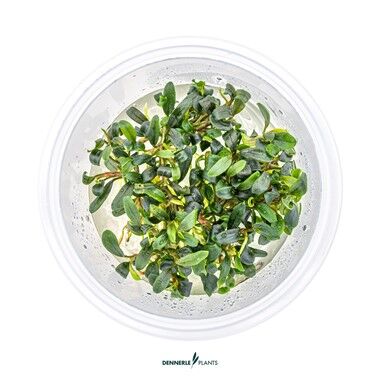 Dennerle Plants - Bucephalandra micrantha Needle Leaf PLANTIT! In Vitro Cup