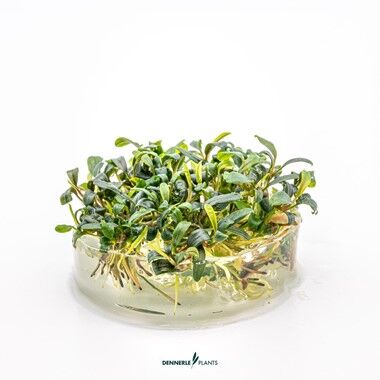 Dennerle Plants - Bucephalandra micrantha Needle Leaf PLANTIT! In Vitro Cup
