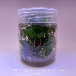 Lagenandra meeboldii red round IN VITRO JAR (KAVANOZ)