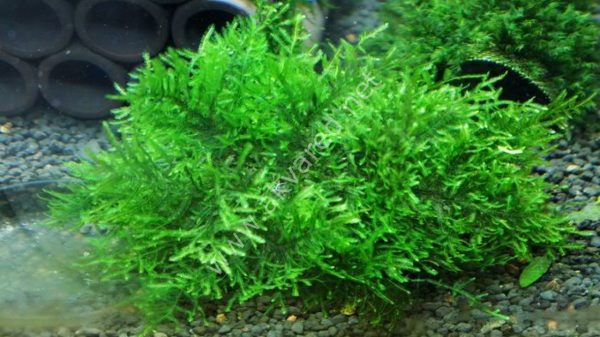 Taxiphyllum sp. Peacock Moss 5 gr - ÖN SİPARİŞ