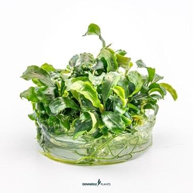 Dennerle Plants - Bucephalandra pygmaea Bukit Kelam PLANTIT! In Vitro Cup