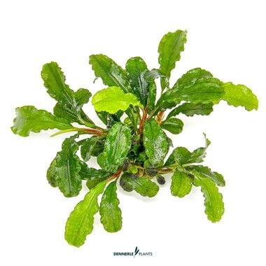 Dennerle Plants - Bucephalandra pygmaea Bukit Kelam PLANTIT! In Vitro Cup